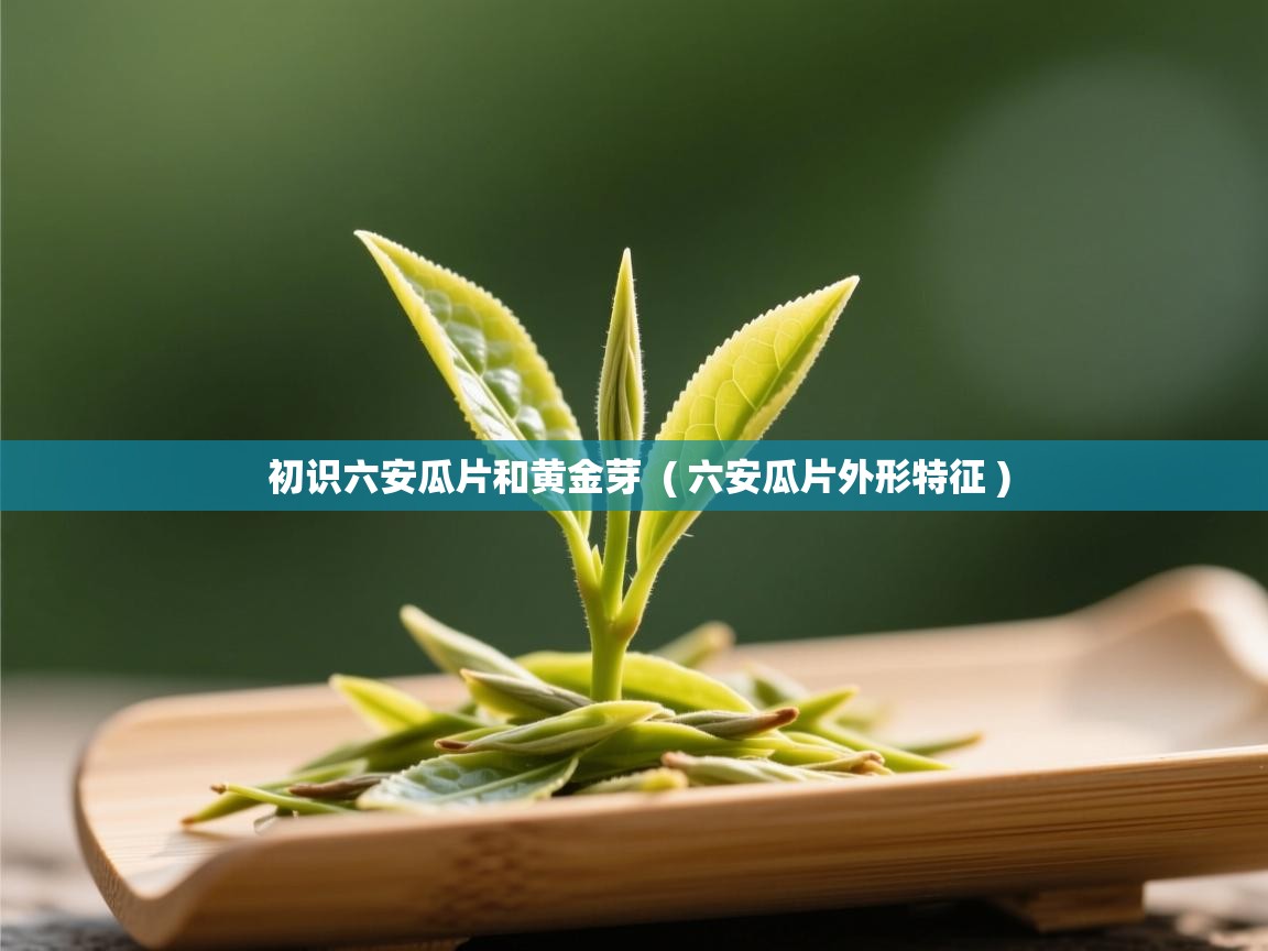  初识六安瓜片和黄金芽  ( 六安瓜片外形特征 )