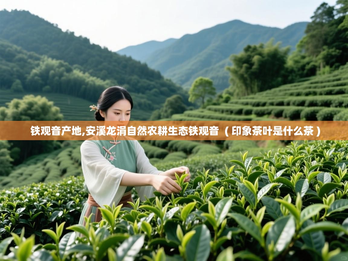 铁观音产地,安溪龙涓自然农耕生态铁观音 ( 印象茶叶是什么茶 ) 铁观音产地,安溪龙涓自然农耕生态铁观音 ( 印象茶叶是什么茶 )
