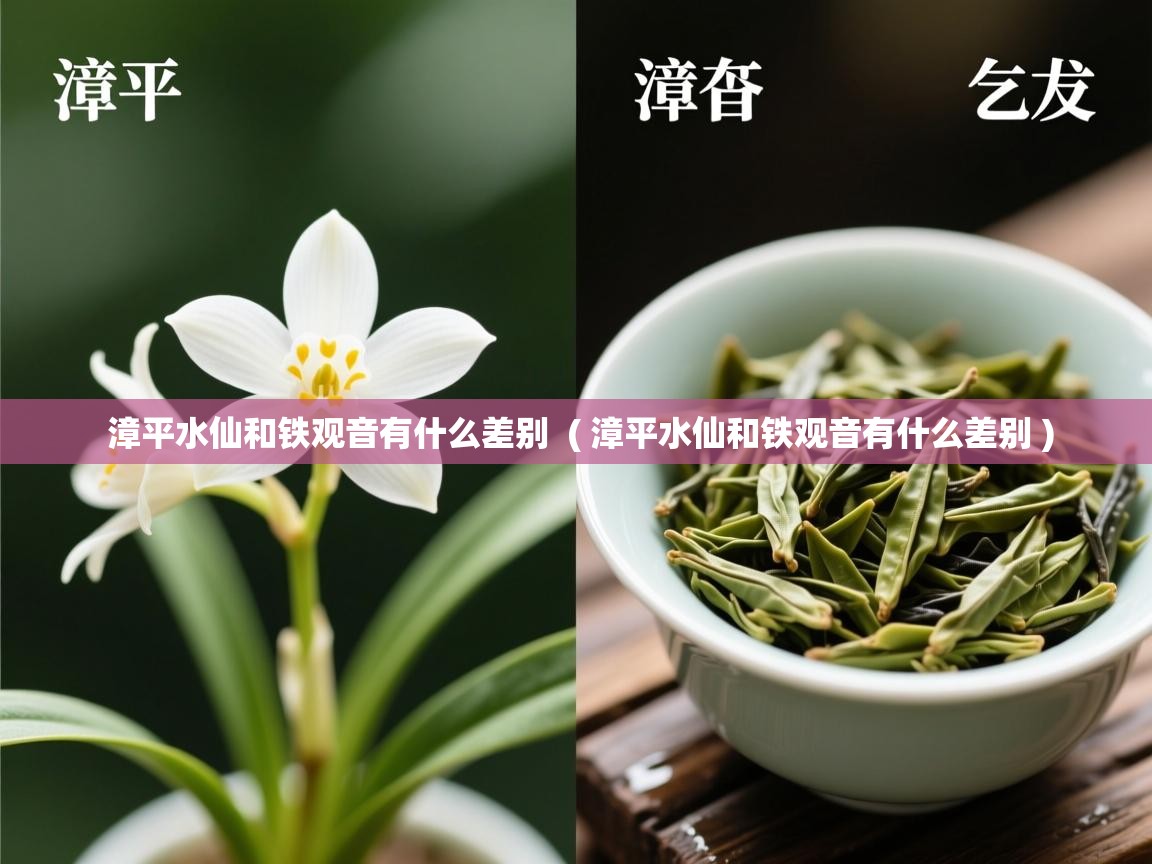 漳平水仙和铁观音有什么差别 ( 漳平水仙和铁观音有什么差别 ) 漳平水仙和铁观音有什么差别 ( 漳平水仙和铁观音有什么差别 )