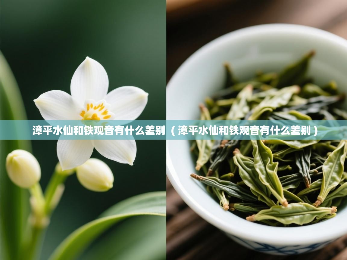  漳平水仙和铁观音有什么差别  ( 漳平水仙和铁观音有什么差别 )