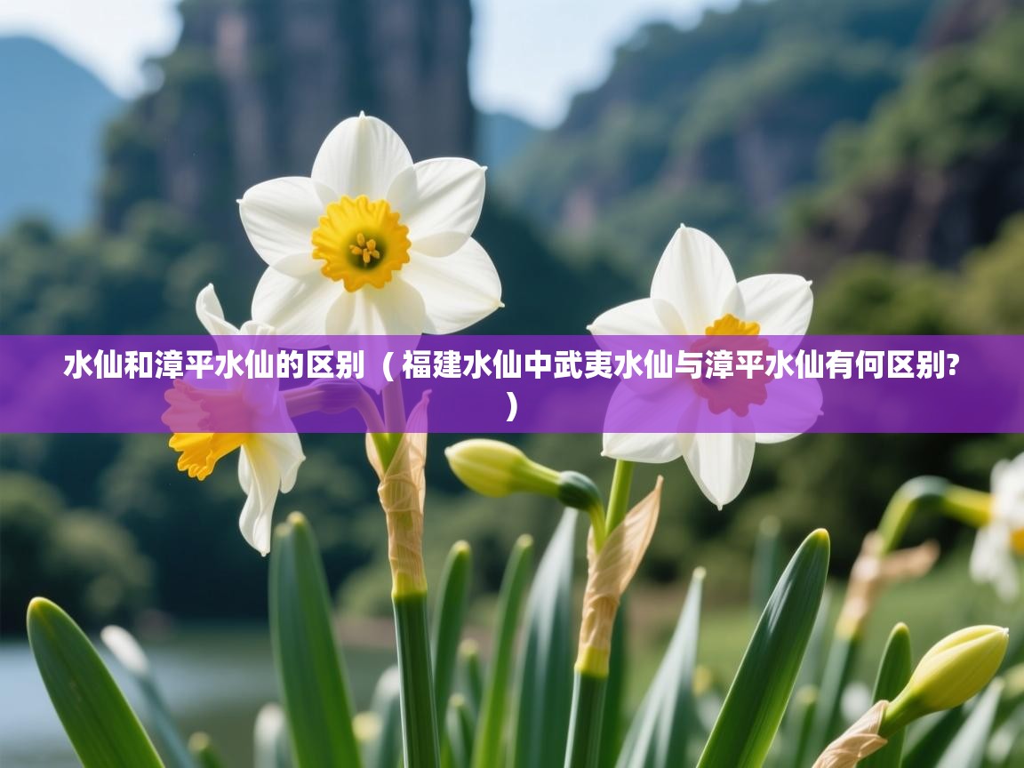 水仙和漳平水仙的区别 ( 福建水仙中武夷水仙与漳平水仙有何区别? ) 水仙和漳平水仙的区别 ( 福建水仙中武夷水仙与漳平水仙有何区别? )