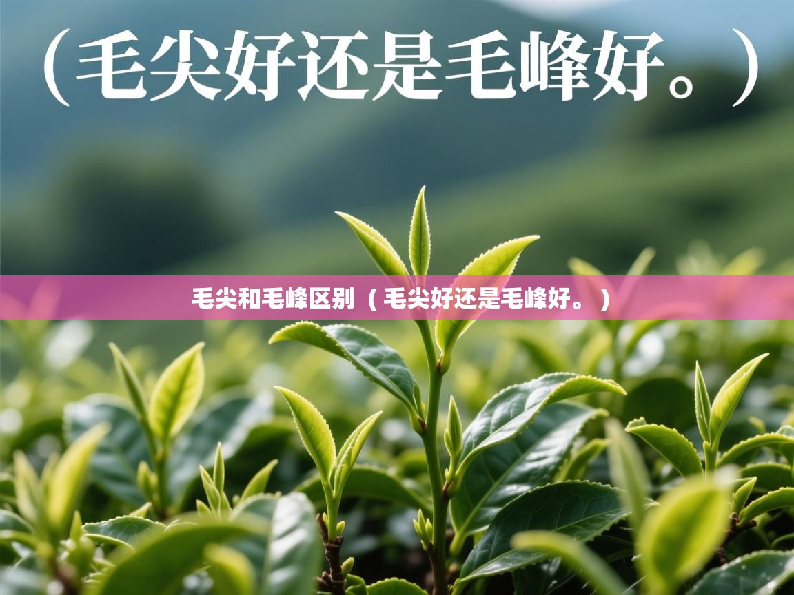 毛尖和毛峰区别 ( 毛尖好还是毛峰好。 ) 毛尖和毛峰区别 ( 毛尖好还是毛峰好。 )