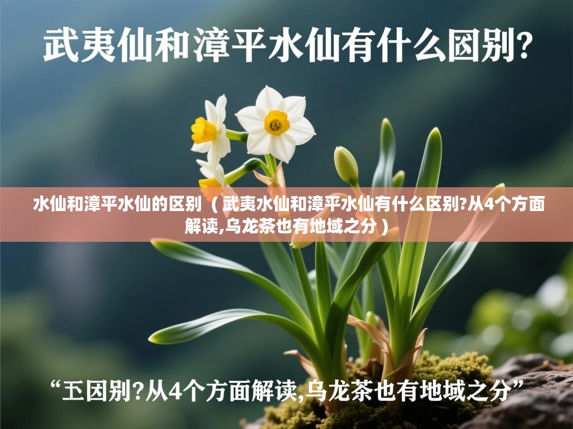 水仙和漳平水仙的区别 ( 武夷水仙和漳平水仙有什么区别?从4个方面解读,乌龙茶也有地域之分 ) 水仙和漳平水仙的区别 ( 武夷水仙和漳平水仙有什么区别?从4个方面解读,乌龙茶也有地域之分 )