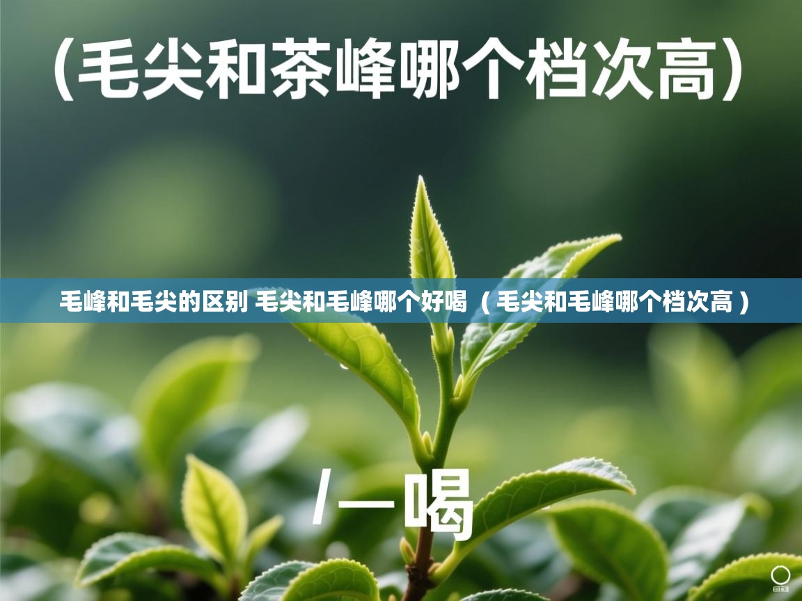 毛峰和毛尖的区别 毛尖和毛峰哪个好喝 ( 毛尖和毛峰哪个档次高 ) 毛峰和毛尖的区别 毛尖和毛峰哪个好喝 ( 毛尖和毛峰哪个档次高 )