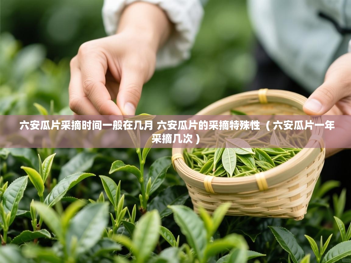  六安瓜片采摘时间一般在几月 六安瓜片的采摘特殊性  ( 六安瓜片一年采摘几次 )