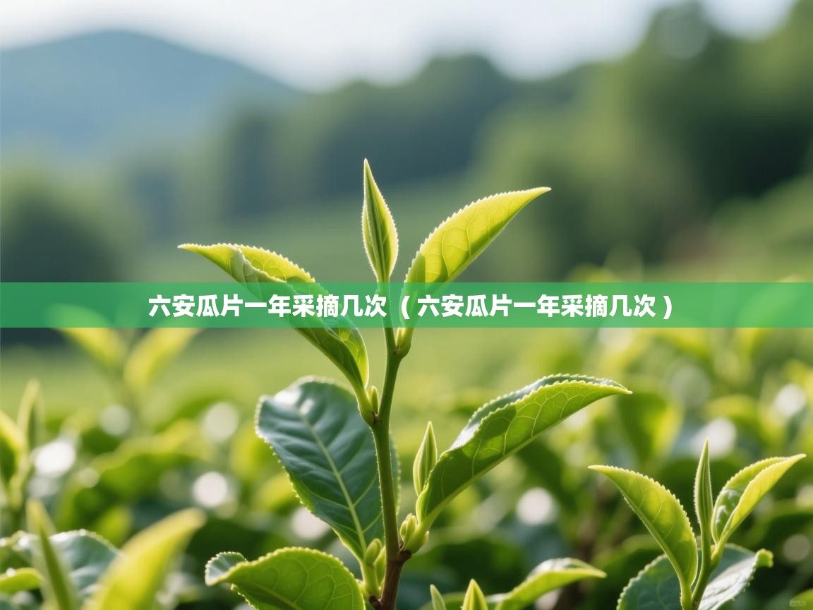  六安瓜片一年采摘几次  ( 六安瓜片一年采摘几次 )
