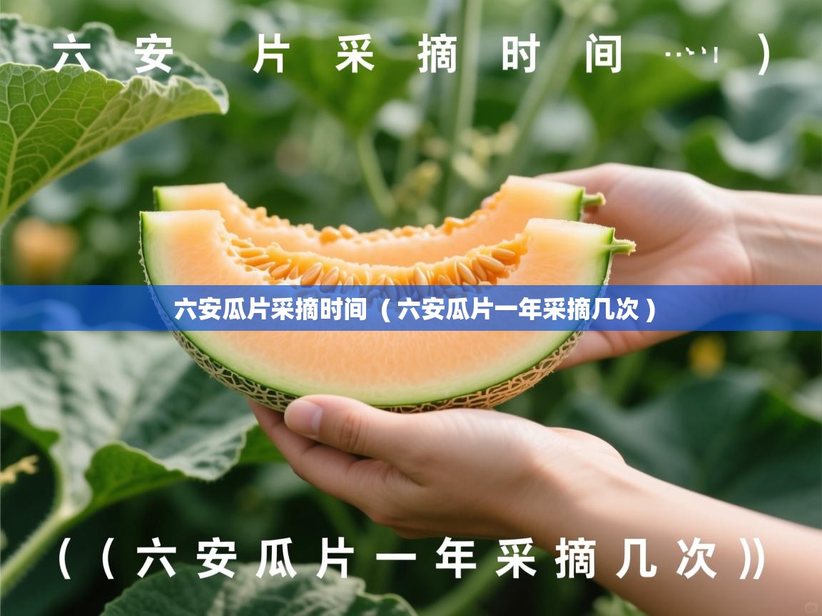 六安瓜片采摘时间 ( 六安瓜片一年采摘几次 ) 六安瓜片采摘时间 ( 六安瓜片一年采摘几次 )