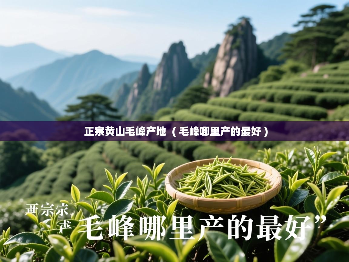 正宗黄山毛峰产地 ( 毛峰哪里产的最好 ) 正宗黄山毛峰产地 ( 毛峰哪里产的最好 )