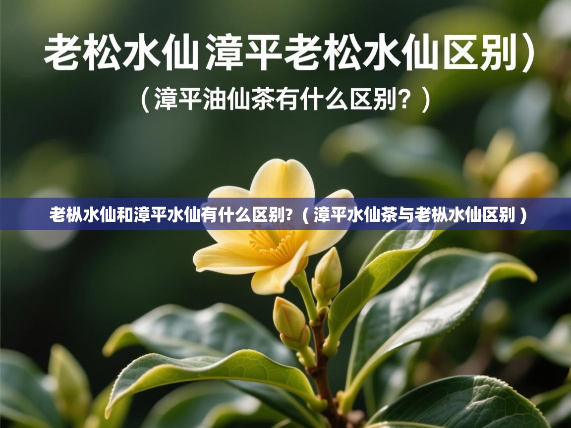 老枞水仙和漳平水仙有什么区别? ( 漳平水仙茶与老枞水仙区别 ) 老枞水仙和漳平水仙有什么区别? ( 漳平水仙茶与老枞水仙区别 )