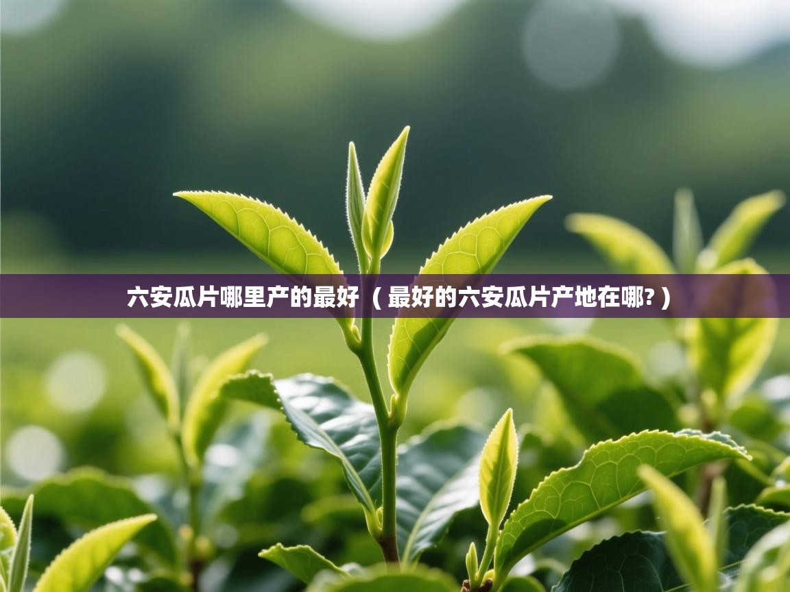 六安瓜片哪里产的最好 ( 最好的六安瓜片产地在哪? ) 六安瓜片哪里产的最好 ( 最好的六安瓜片产地在哪? )