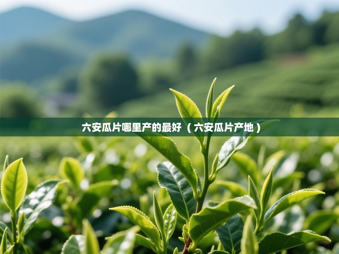  六安瓜片哪里产的最好  ( 六安瓜片产地 )