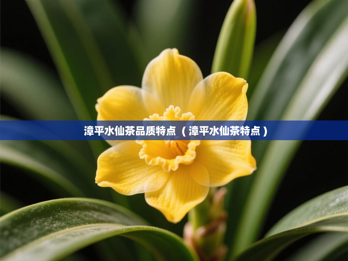  漳平水仙茶品质特点  ( 漳平水仙茶特点 )