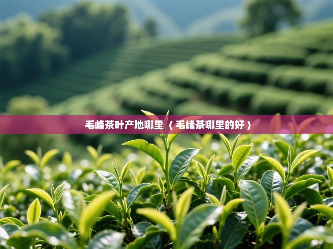  毛峰茶叶产地哪里  ( 毛峰茶哪里的好 )