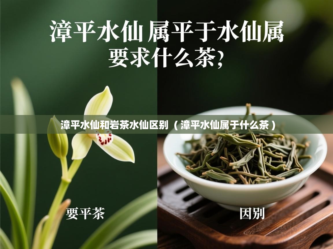 漳平水仙和岩茶水仙区别 ( 漳平水仙属于什么茶 ) 漳平水仙和岩茶水仙区别 ( 漳平水仙属于什么茶 )