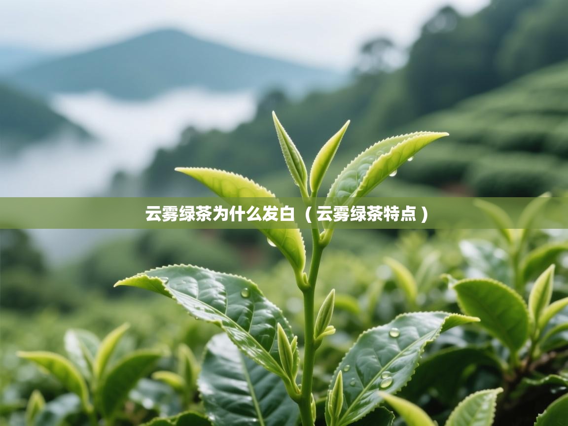 云雾绿茶为什么发白 ( 云雾绿茶特点 ) 云雾绿茶为什么发白 ( 云雾绿茶特点 )