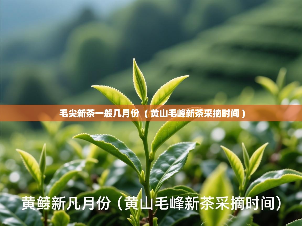  毛尖新茶一般几月份  ( 黄山毛峰新茶采摘时间 )