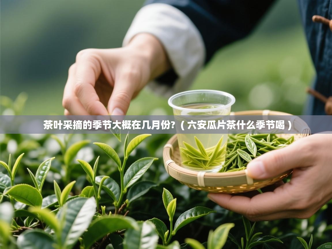  茶叶采摘的季节大概在几月份?  ( 六安瓜片茶什么季节喝 )