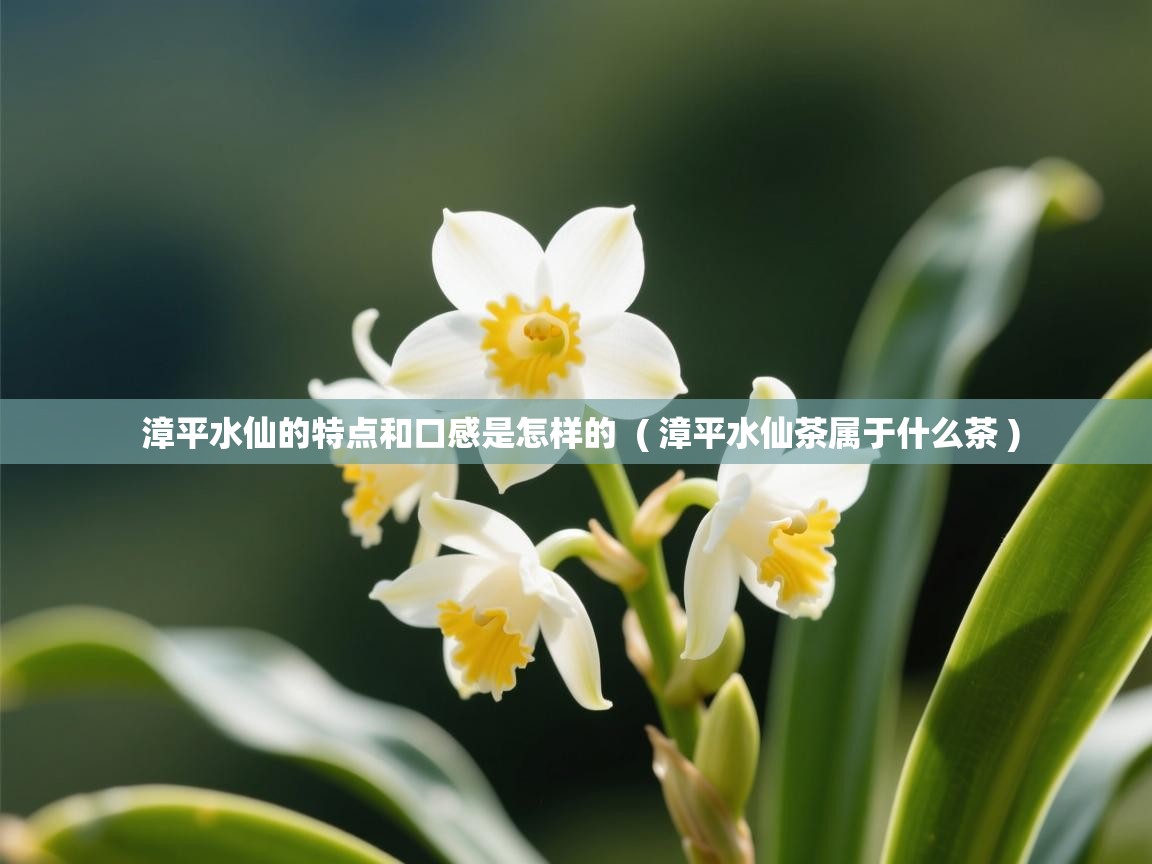 漳平水仙的特点和口感是怎样的 ( 漳平水仙茶属于什么茶 ) 漳平水仙的特点和口感是怎样的 ( 漳平水仙茶属于什么茶 )
