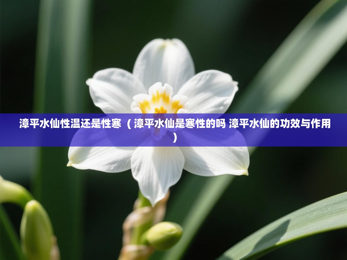  漳平水仙性温还是性寒  ( 漳平水仙是寒性的吗 漳平水仙的功效与作用 )