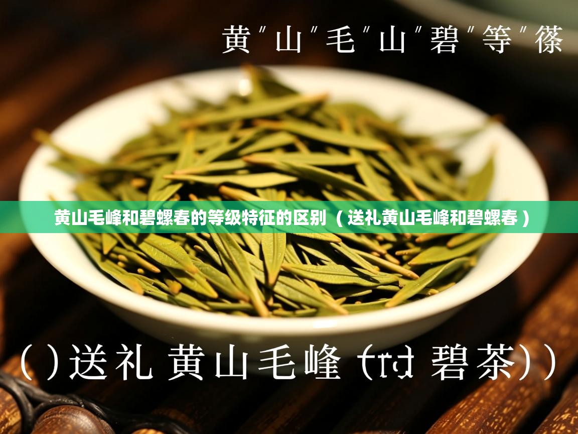 黄山毛峰和碧螺春的等级特征的区别 ( 送礼黄山毛峰和碧螺春 ) 黄山毛峰和碧螺春的等级特征的区别 ( 送礼黄山毛峰和碧螺春 )