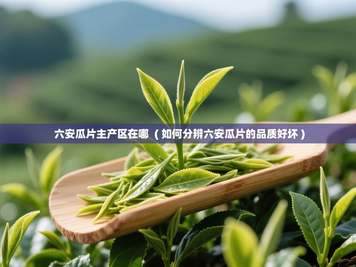 六安瓜片主产区在哪 ( 如何分辨六安瓜片的品质好坏 ) 六安瓜片主产区在哪 ( 如何分辨六安瓜片的品质好坏 )