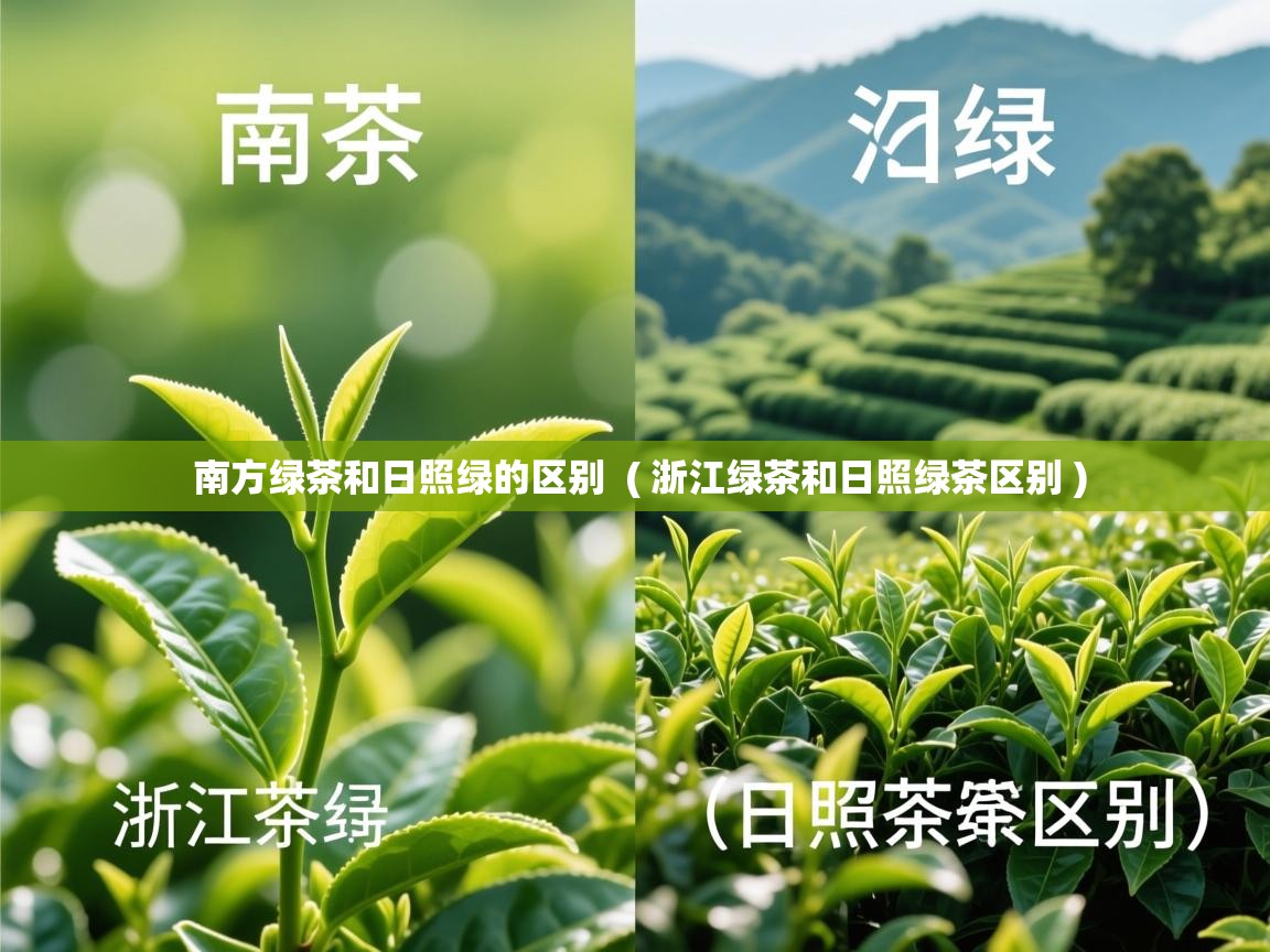  南方绿茶和日照绿的区别  ( 浙江绿茶和日照绿茶区别 )